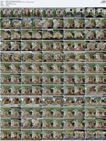 482984_3xplanet_CovertJapan_-_Atene_s