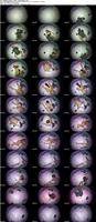 499059_3xplanet_CNAV_chn25090412_s