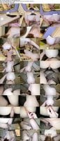 FC2-PPV-4909662 amateur